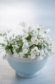A bowl of white ornamental allium