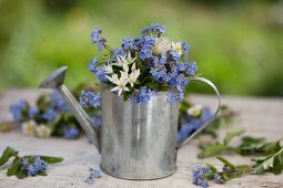 Forget-me-not and chive flowers in a small zinc watering can