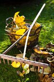 Autumn leaves, old rake and wire basket on lawn