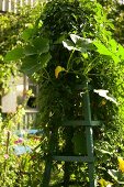 Pumpkin plant climbing up trellis in garden