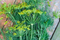 Dill with flowers