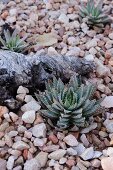 Aloe brevifolia im Steingarten