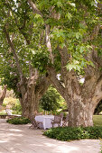 Set table amongst old trees in garden