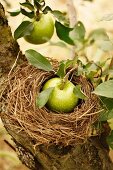 Green Apples on the Tree; One in a Birds Nest