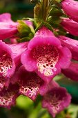 Purple Foxglove Flowers Growing in a Garden