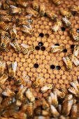 Honeycomb with Worker Bees