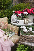 Old armchair with books and snowberries, stool and side table with cyclamen and azaleas in the corner of the terrace