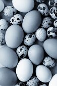 Various types of fresh eggs
