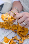 Cleaning chanterelles with a knife
