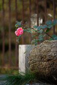 Flowering rose branch in front of garden fence