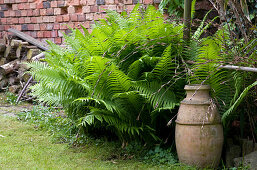 Fern and terracotta amphora in wild garden