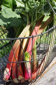 Fresh rhubarb in a wire basket