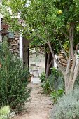Mediterrane Obstbäume am Gartenweg und Blick durch offene Türen eines Wohnhauses auf Gartentisch