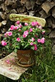 Potted Busy Lizzie in garden