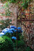 Weathered castle wall with iron gate and flowering hydrangea
