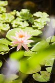 Pink water lily in pond