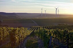 Weinberg in Deutschkreutz, Burgenland, Österreich