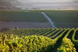 Weinberg in Deutschkreutz, Burgenland, Österreich