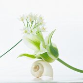 Flower arrangement with tulip