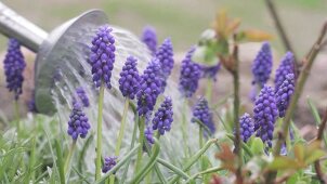 Grape hyacinths being watered with a watering can