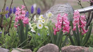 Hyacinths and primroses being watered with a watering can