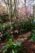 Stone path through spring garden