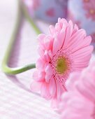 A gerbera daisy lying on a surface