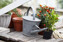 Potted Jerusalem cherry, spindle and rosemary