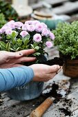 Hands repotting a plant