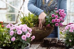 Woman planting an autumn arrangement with chrysanthemums