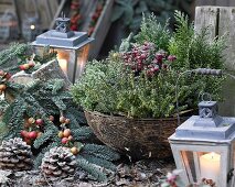 Winterarrangement mit Torfmyrthe Gaultheria mucronata