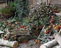 Winter arrangement with crab apples and leucothoe
