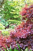 Purple smoke bush in Mediterranean garden