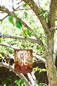 Rusty container hanging from branch of tree