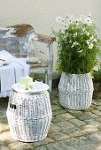 White-flowering plant in wicker planter and matching stool in front of shabby chic vintage bench