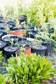 Collection of black and red plastic pots with young plants in the corner of the garden which is growing wild