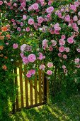Pink shrub rose growing against fence with small garden gate