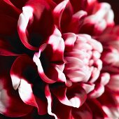 A red dahlia with white-tipped petals