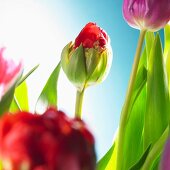 Tulips of various colours