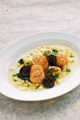 Scallops in a parsley root broth with black nuts