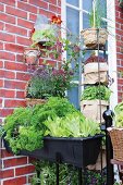 Window box and herb pots against brick wall