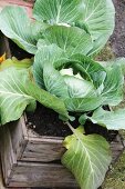 Kohl im Blumenkasten aus Holz