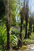 Gebündelte Weidenzweige in mediterranem Garten