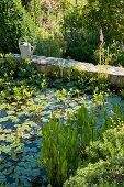 Water lilies in pool with stone surround in Mediterranean garden