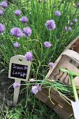 Bed of chives with a sign and a wicker basket