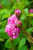 Pink rose (variety: 'Old Pink Moss') flowering in garden
