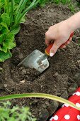 Gartenarbeit - ein Loch wird gegraben