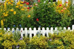 Blooming flowers at garden fence