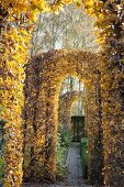Pergola in garden - topiary beech hedges cut into arched doorways