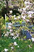 Blühender Magnolienbaum vor blauer Holzbank im Garten